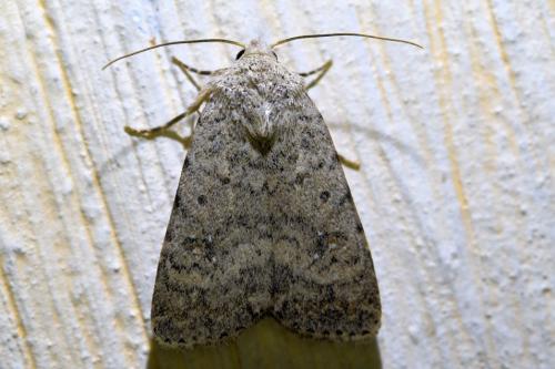 Réf. 315 333 : Caradrina clavipalpis